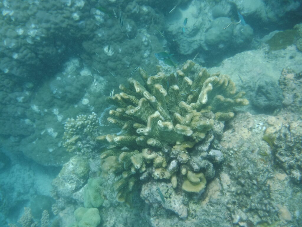 Great Barrier Reef