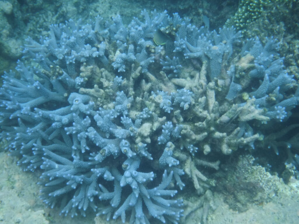 Great Barrier Reef